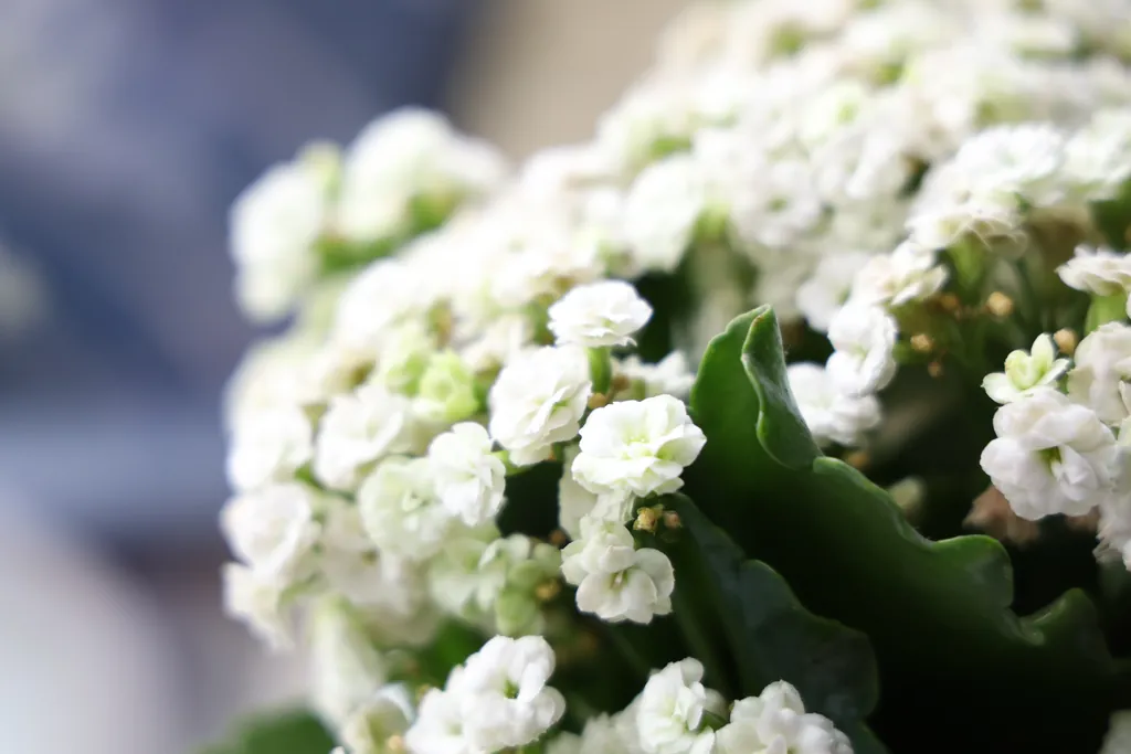 Small white flowers up close, with dark green leaves