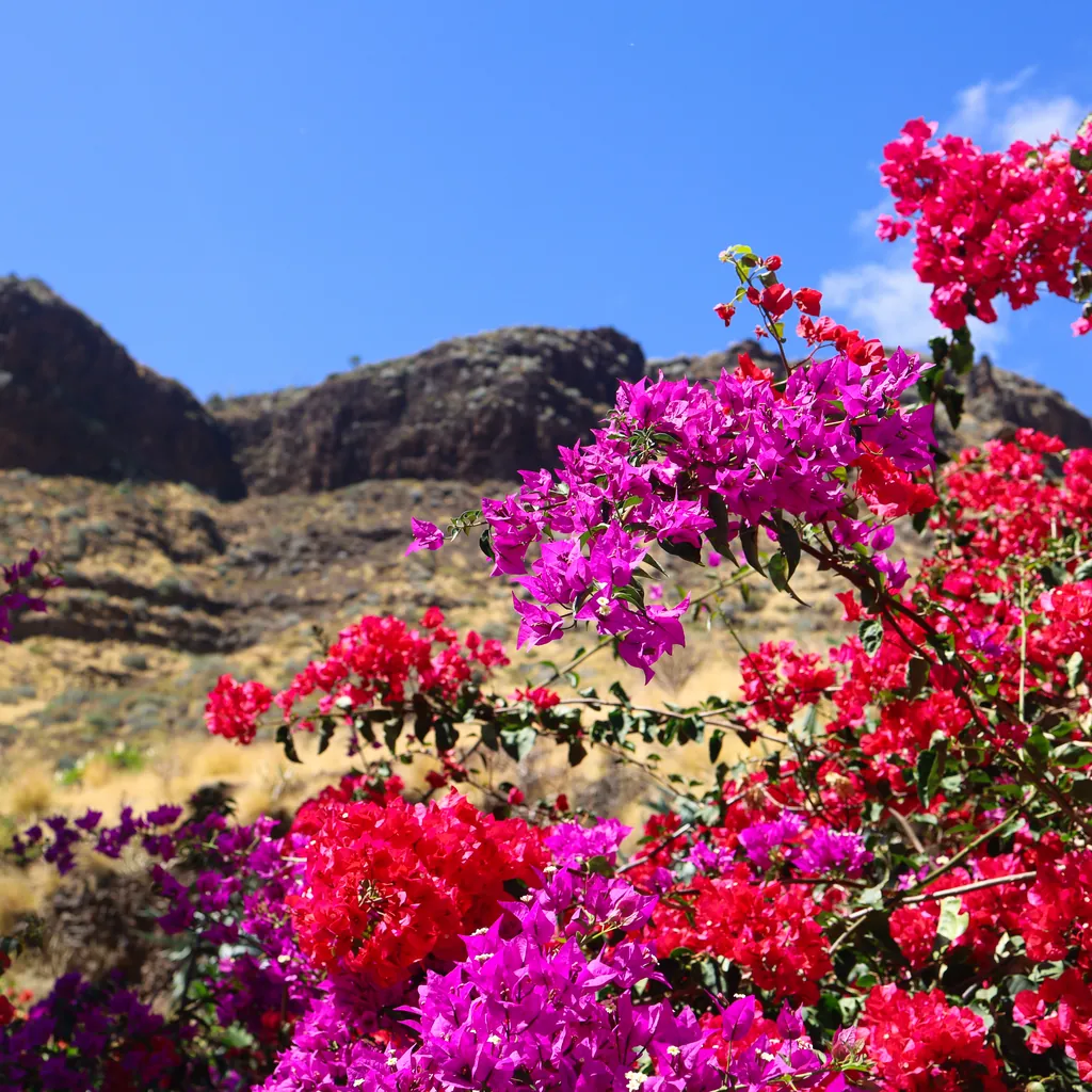 Pink and purple bougainvillea in front of a bare mountain under a blue sky