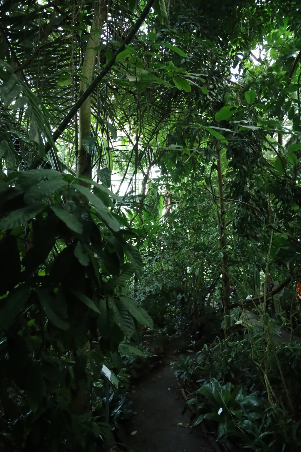 A path through dense tropical plants in a greenhouse