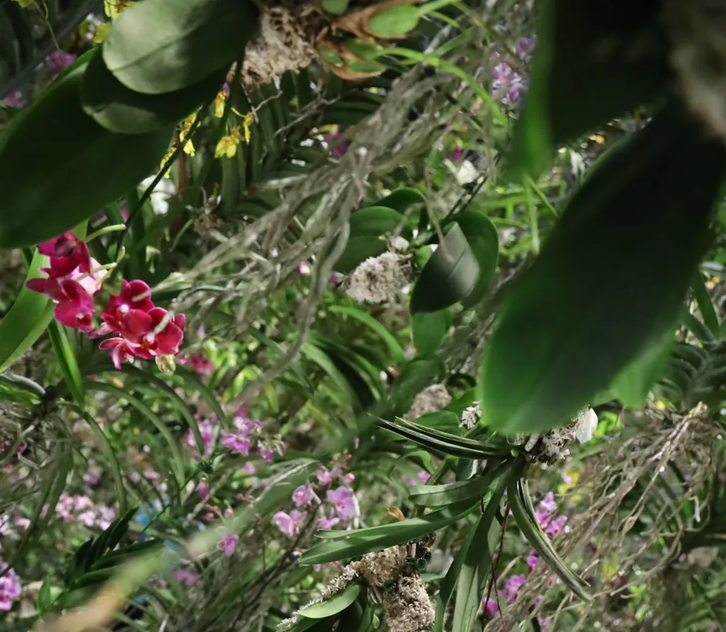 Hanging orchids in pink and purple among green leaves