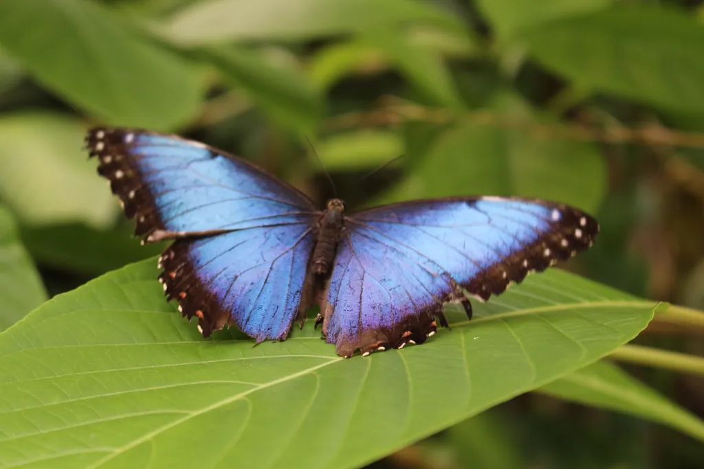 A blue morpho butterfly with open wings on a large leaf