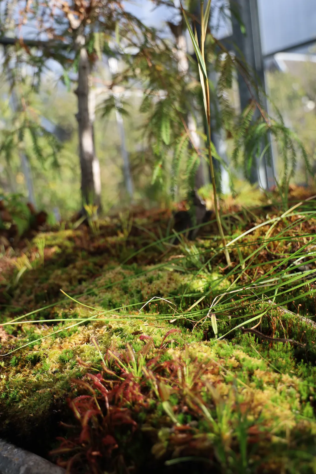 Moss and plants on a forest floor between thin trunks