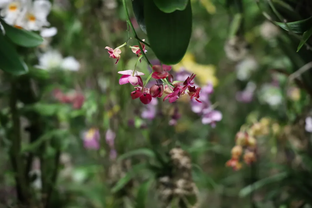 Pink orchids among leaves against a soft background
