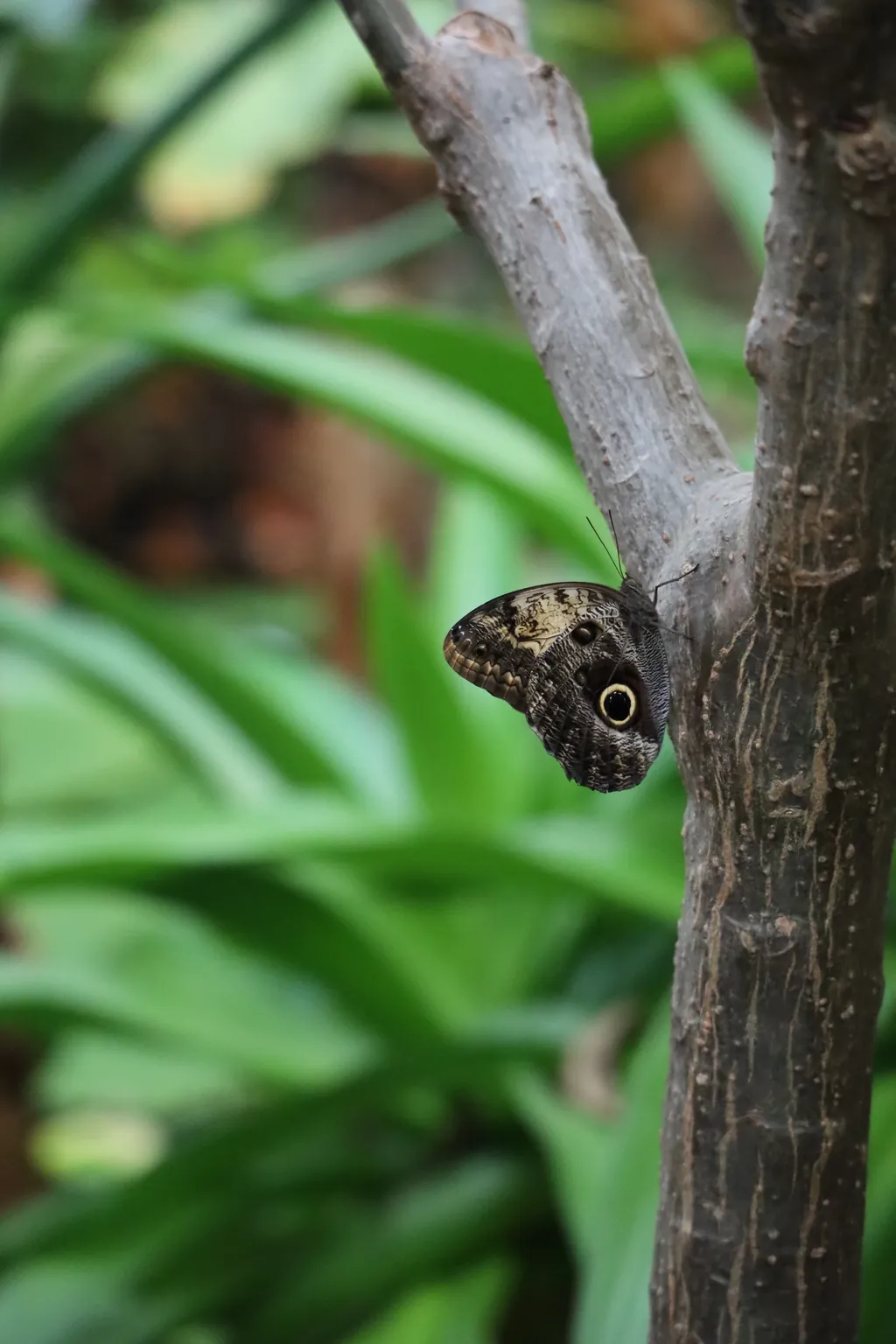 An owl butterfly with an eyespot on a branch, among green leaves
