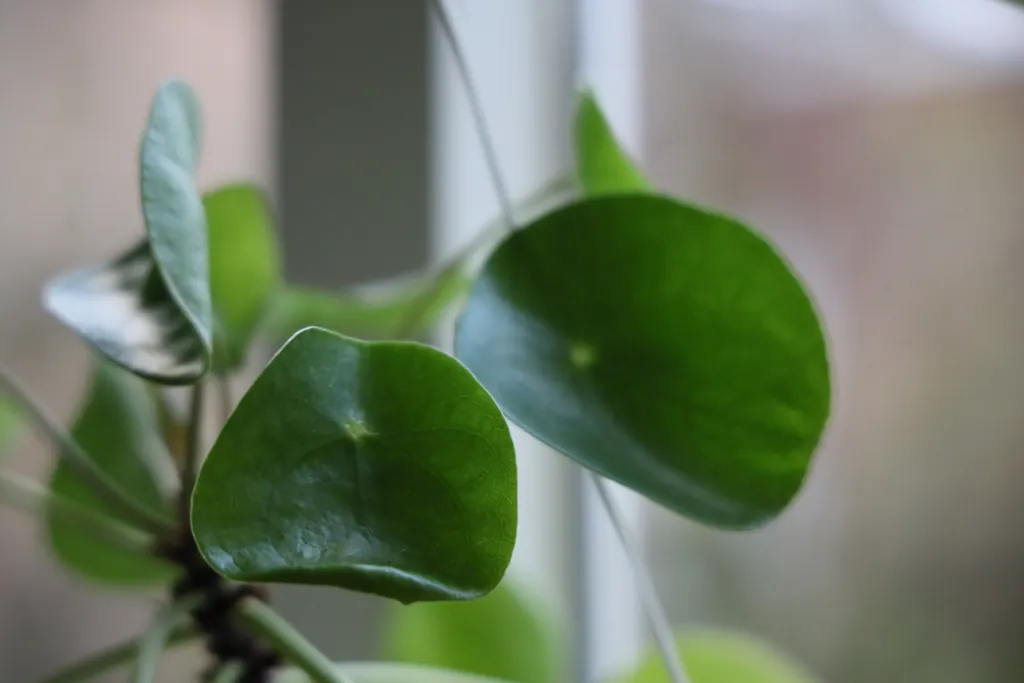 Round leaves of a Chinese money plant by the window