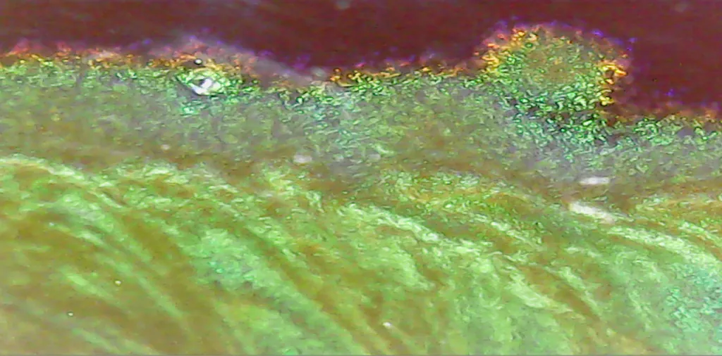 Bacteria under the microscope, from the Jajo project